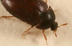 treat carpet beetles