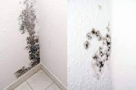 can you paint over mold in the bathroom