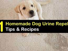 homemade dog urine repellent tips