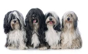 The cheapest offer starts at £10. The Tibetan Terrier Cost Guide With Free Calculator Petbudget