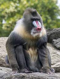 A mandrill is what type of creature
