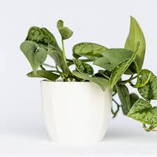 do plants grow better in ceramic pots