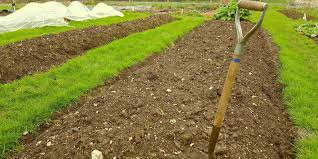 How To Improve Your Soil Health Thrive