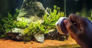 Control Algae Growth In Aquariums