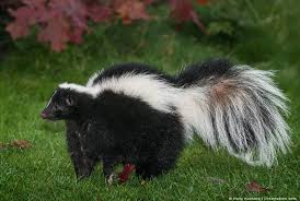 15 scents that skunks and how to