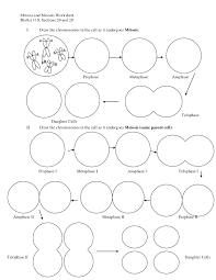 Cell Division Coloring Sheet Mrpage Co