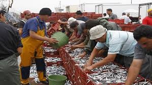 ميناء طانطان.. سوق السمك يحقق زيادة بـ 25 % في قيمة تسويق المفرغات