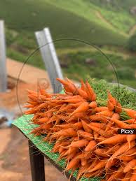 image of farm fresh carrot oh862854 picxy