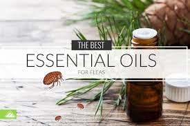 10 of the best essential oils for fleas