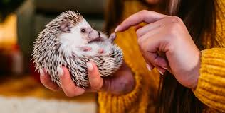 owning a pet hedgehog