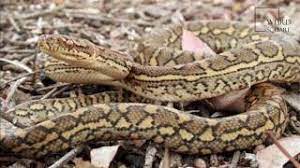 interesting facts about carpet python