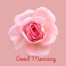 rose good morning images very