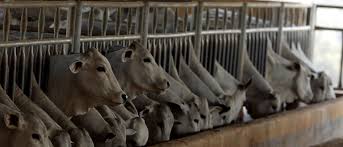Image result for Kea Khiev: Cattle cow