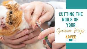 how to cut a guinea pig s nails the