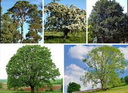 Native Trees To Ireland Includes Irish