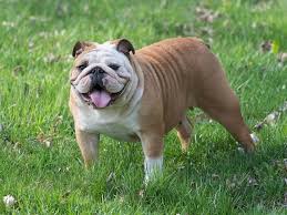 Adopt your forever friend today! English Bulldog Puppies For Sale Near You