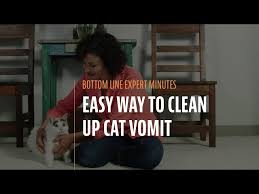 easy way to clean up cat vomit you