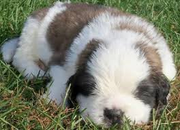 At three months old a puppy can. Akc Champion Bloodlines St Bernard Puppies For Sale In Ithaca Michigan Classified Americanlisted Com