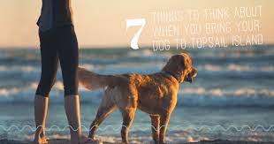 dog to topsail island