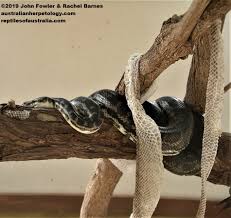 southwestern carpet python