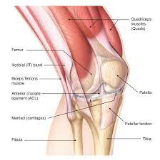 A tendon or sinew is a tough band of fibrous connective tissue that connects muscle to bone and is capable of withstanding tension. Patella Tendon Rupture Core Em