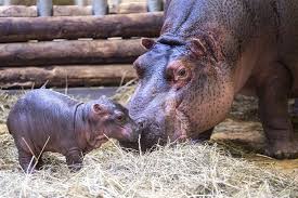 https://images.rtl.fr/rtl/www/1197393-les-visiteurs-du-zoo-de-beauval-peuvent-desormais-decouvrir-gloria-le-premier-bebe-hippopotame-ne-au-zoo.jpg