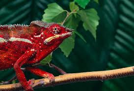how chameleons change their color