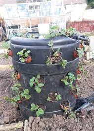 Strawberry Barrel Allotment Garden Diary