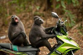 원숭이 오토바이에 대한 이미지 검색결과