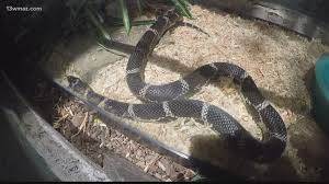kill non venomous snakes in georgia
