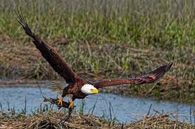 bald eagles and golden eagles the