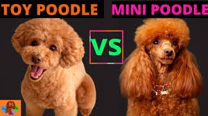toy poodle vs miniature poodle poodle