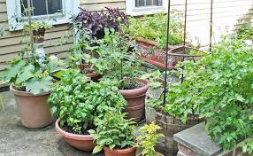 growing veggies in containers