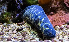 Image result for eel fish