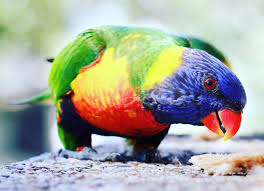 fotoğraf göz macaw papağan a