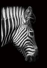 Animal Canvas Paintings Zebra Wall Art