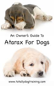 Atarax For Dogs A Pet Owners Guide To What It Does And