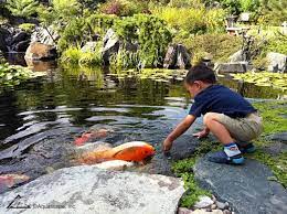 Feeding Pond Fish In The Summer