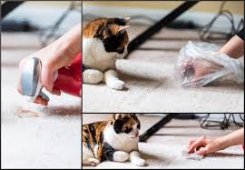 how to clean cat from carpet