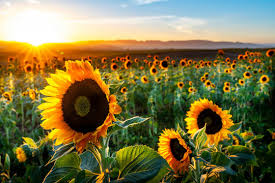 Sunflower Field California Images