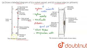labelled diagram of i a xylem vessel