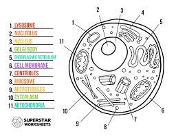 Unlike animal cells, plant cells possess cell wall and large vacuole. Animal Cell Worksheet Superstar Worksheets