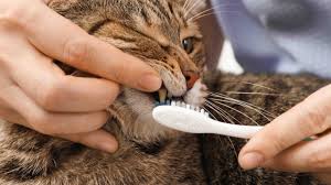 brush dog teeth and cat teeth