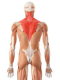 Depending on how long the symptoms have persisted, we see certain classic trigger points when dealing with lower back pain (lbp). Lower Back Pain Muscles Ligaments Buxton Osteopathy Clinic