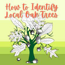 how to identify florida oak trees