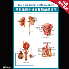 Buy Hospital Male Urogenital Anatomy Knowledge Flipchart