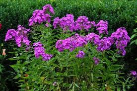 plant and grow garden phlox in the uk