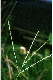 Plants Profile for Digitaria sanguinalis (hairy crabgrass)