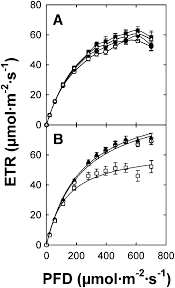 Light Saturation Curves Of Photosynthetic Etrs Determined By