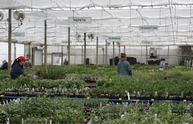 Building Smarter Greenhouse Management